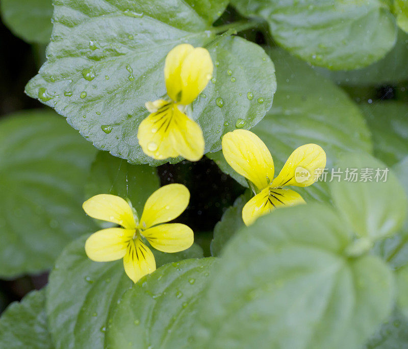 光滑的黄紫罗兰(Viola glabella)